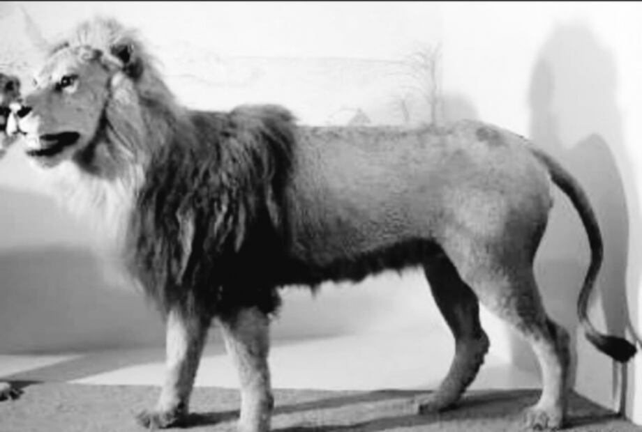 La leyenda del León de la Lagunilla