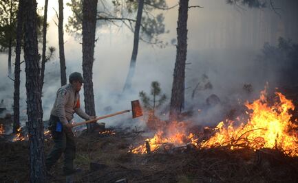 Humanidad peligra con destrucción de bosques: experto