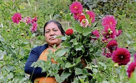 Mujeres Ñuu Savi de Oaxaca ya no migran, ahora siembran