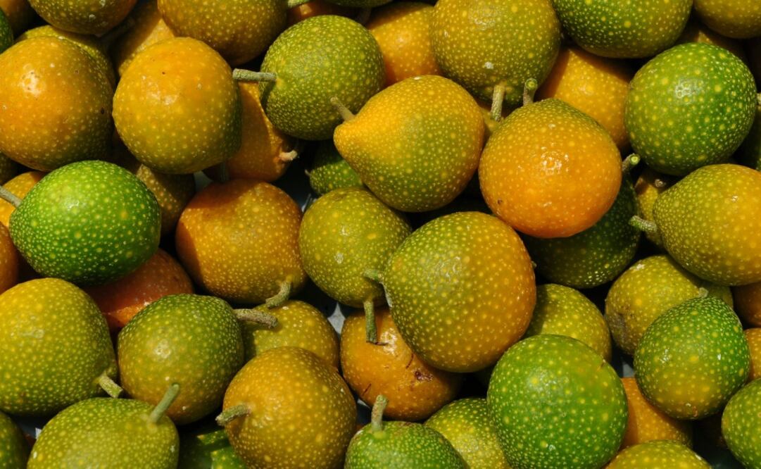 Foto: CONACYT Prensa