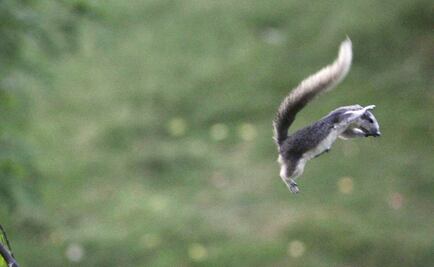 Hallan nuevo petáurido, mamífero similar a ardilla voladora