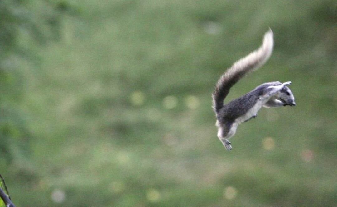Descubrimiento surgió mientras científicos investigaban por primera vez la comunidad de Petaurus breviceps. Foto: Archivo