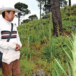 Medicina natural. Riqueza de un bosque bajo amenaza