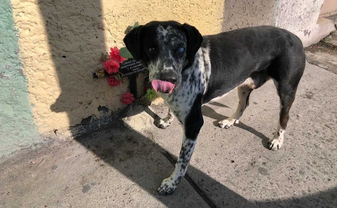 El perrito ya fue adoptado por un veterinario y amigo del verdadero dueño, pero "Payaso" continúa siendo fiel a su fallecido amigo y visita todos los días su cruz. Foto: Claudia González / EL UNIVERSAL 