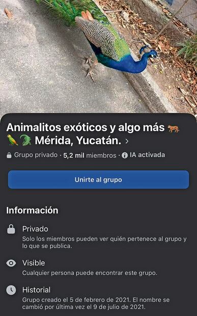 Pese a los esfuerzos de las autoridades, los vendedores de fauna exótica se mantienen en internet. Fotos: Especial