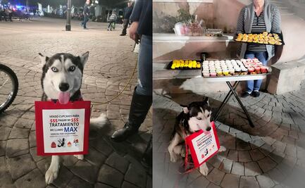Max, el perrito que está lleno de "bolas" y vende cupcakes para pagar tratamiento