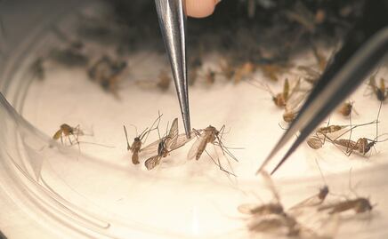 ‘Un éxito, las pruebas de la vacuna de Chikungunya’
