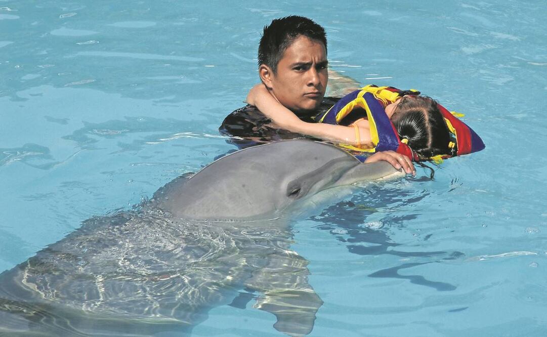 De acuerdo con datos de la iniciativa, en México existen 250 delfines en cautiverio. Foto: Archivo/ EL UNIVERSAL