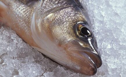 ¿Cómo escoger un buen pescado?