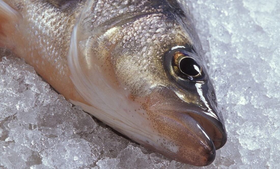 Cuando compres pescado, pide que le quiten las escamas y las vísceras. / PIXABAY