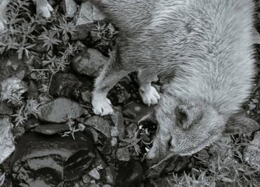 Captan a hombre alimentado a su perro con gatitos