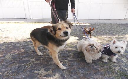Aseguradora lanza cobertura para mascotas