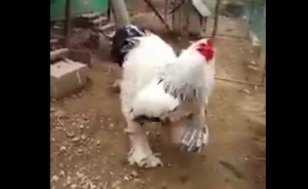 Video. Conoce al gallo gigante de Internet