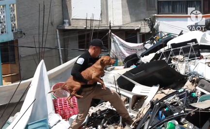 VIDEO: Rescatan a 12 perros hacinados entre los escombros