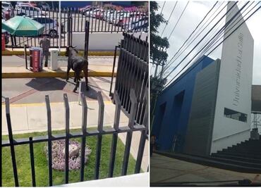 ¿Cómo es la Universidad La Salle, sitio donde fue visto un toro deambulando?