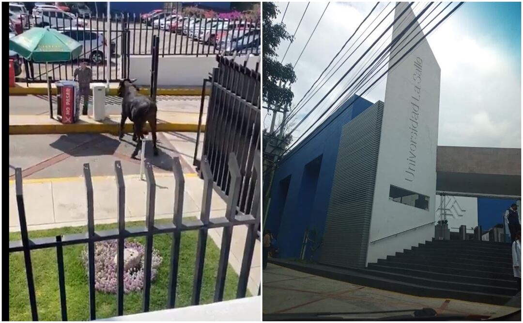 Toro ingresa a escuela privada de la CDMX. Foto: Captura de pantalla