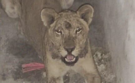 Reportan avistamiento de una leona al norte de Monterrey