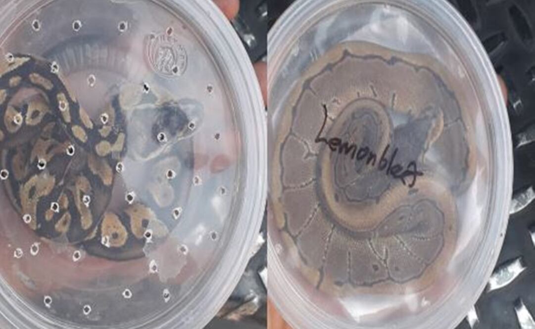 Serpientes eran vendidas con documentos falsos (Foto: especial)