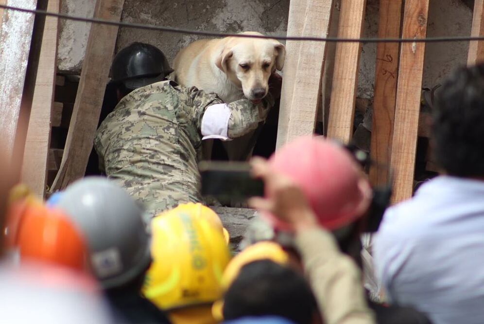 Redes se desbordan por los "Paw Patrol" mexicanos