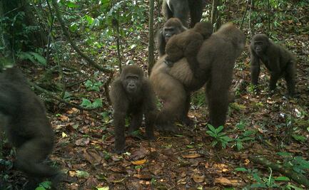 Captan en fotos a crías de una subespecie de gorilas que se creyó extinta