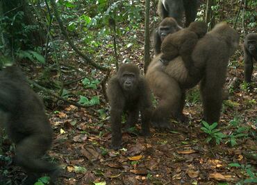 Captan en fotos a crías de una subespecie de gorilas que se creyó extinta