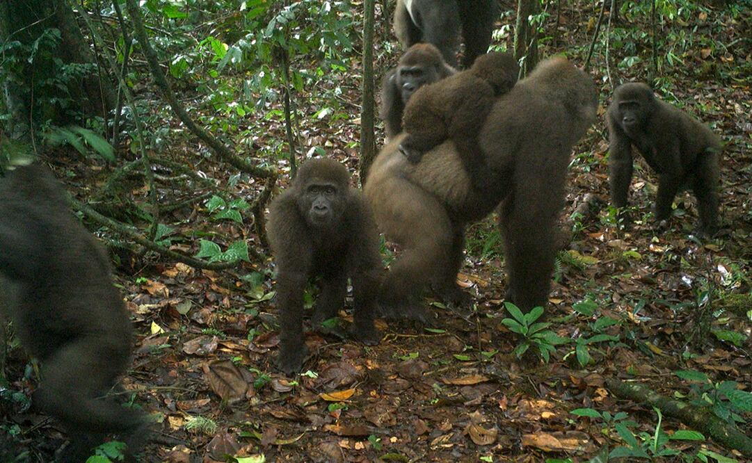 Foto: WCS Nigeria via AP