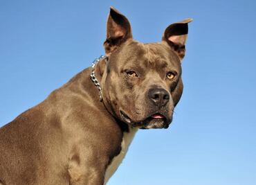 Detienen a dueña de pitbull que atacó a adulta mayor en Iztapalapa; víctima sufrió amputación parcial