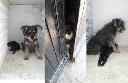 Rescatan a 7 perros abandonados en inmueble asegurado en Michoacán