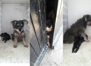 Rescatan a 7 perros abandonados en inmueble asegurado en Michoacán