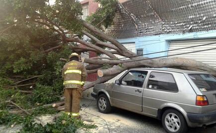 Cae árbol sobre auto en la colonia Obrera