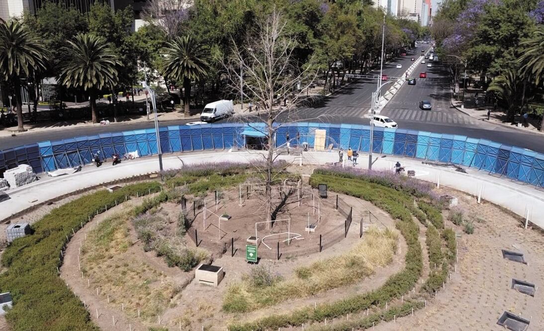 El ahuehuete de  Reforma Foto: Archivo El Universal 