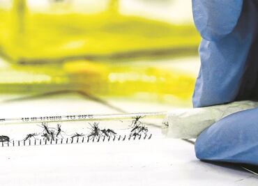 Medicamento contra pulgas en mascotas podría prevenir zika