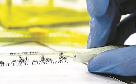 Medicamento contra pulgas en mascotas podría prevenir zika