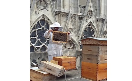 ¿Qué pasó con las 150 mil abejas que estaban sobre Notre Dame?