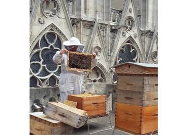 ¿Qué pasó con las 150 mil abejas que estaban sobre Notre Dame?