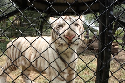 Nombran “Gignac” a tigre de zoológico en Nuevo León