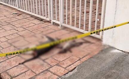 Van tras los responsables el envenenamiento de 30 perros y gatos, asegura gobernadora de Guanajuato 