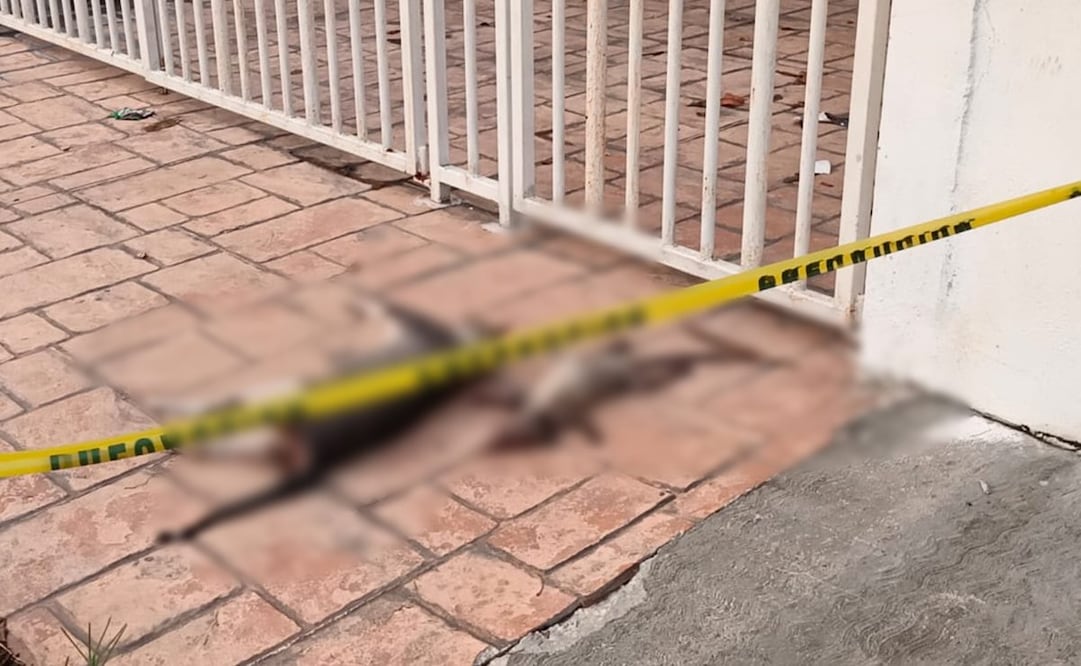 Van tras los responsables el envenenamiento de 30 perros y gatos, asegura gobernadora de Guanajuato. Imagen ilustrativa. Foto: Archivo