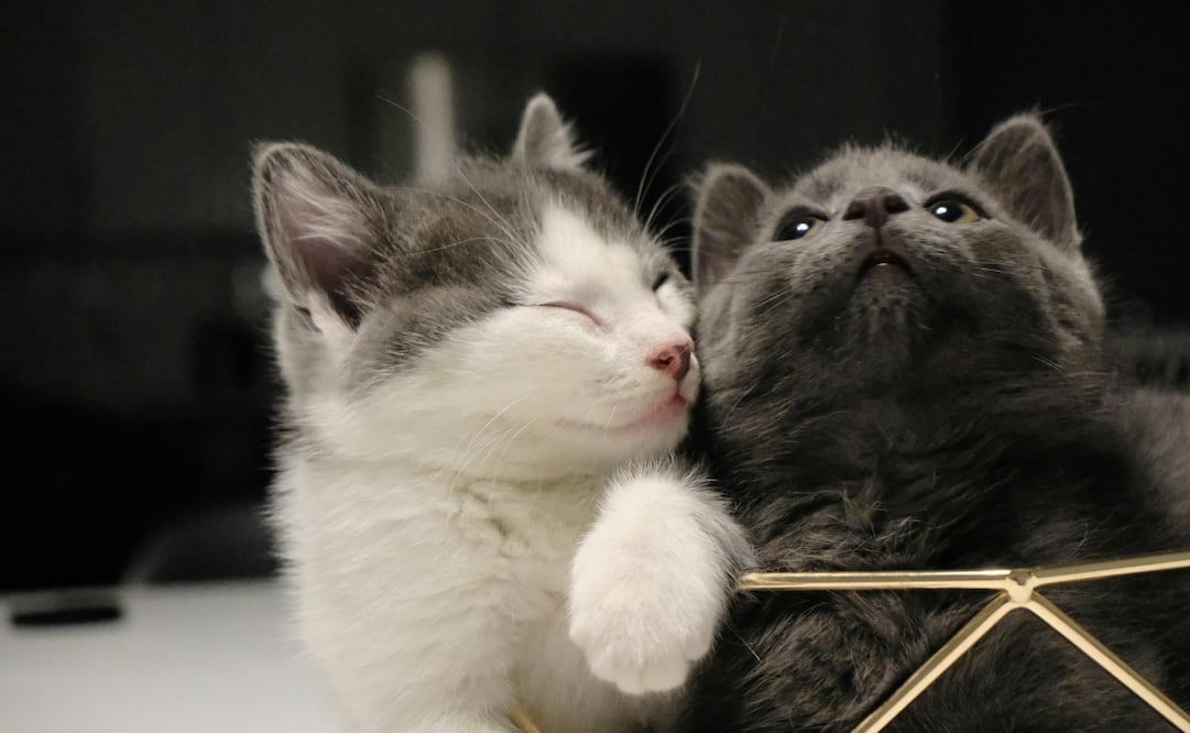 Este 20 de febrero se conmemora el primer Día del Gato del año. Foto: Canva