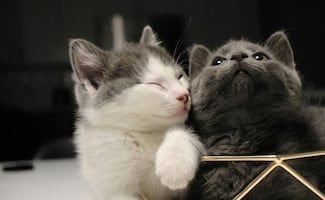 Día del Gato 2026: ¿por qué se celebra tres veces al año esta fecha?; conoce la peculiar razón