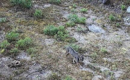 ¡Vuelven a la CDMX! Captan lince en el Desierto de Leones