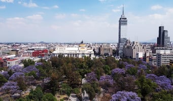 Cuándo es el tour de jacarandas en la CDMX 