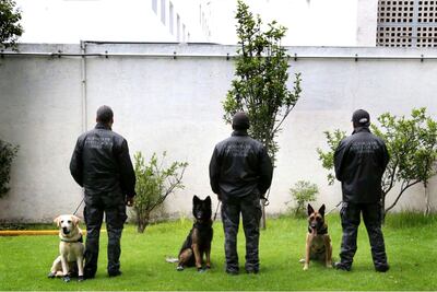 Unidad canina cuesta 2 mdp al año a la PGR