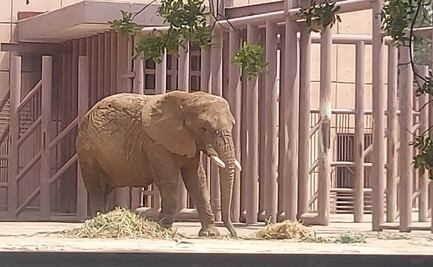 Gipsy hará compañía a la elefante Ely en el zoológico de Aragón