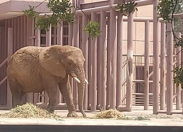 Gipsy hará compañía a la elefante Ely en el zoológico de Aragón