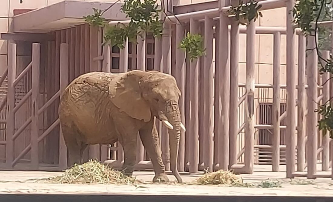 Diversas organizaciones civiles piden el traslado de la elefante a un lugar abierto. Foto: Especial
