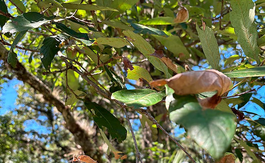 Foto: Cortesía SimiPlaneta