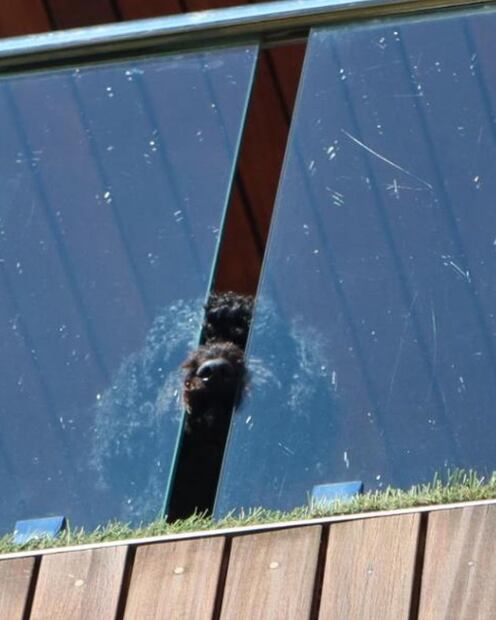 Foto: Instagram @dannapaola