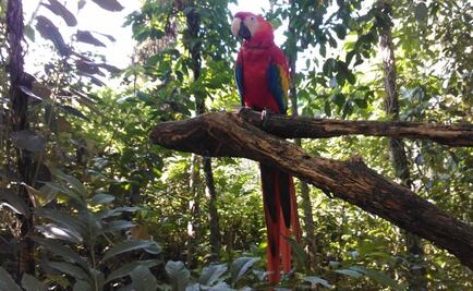 El plumaje colorido no es solo para atraer a las hembras