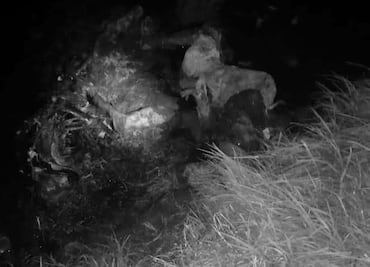 Encuentran 3 cadáveres en completo estado de putrefacción en Edomex